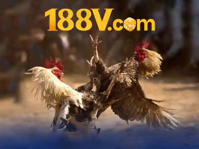 Trải nghiệm người dùng và Phản hồi Cộng đồng